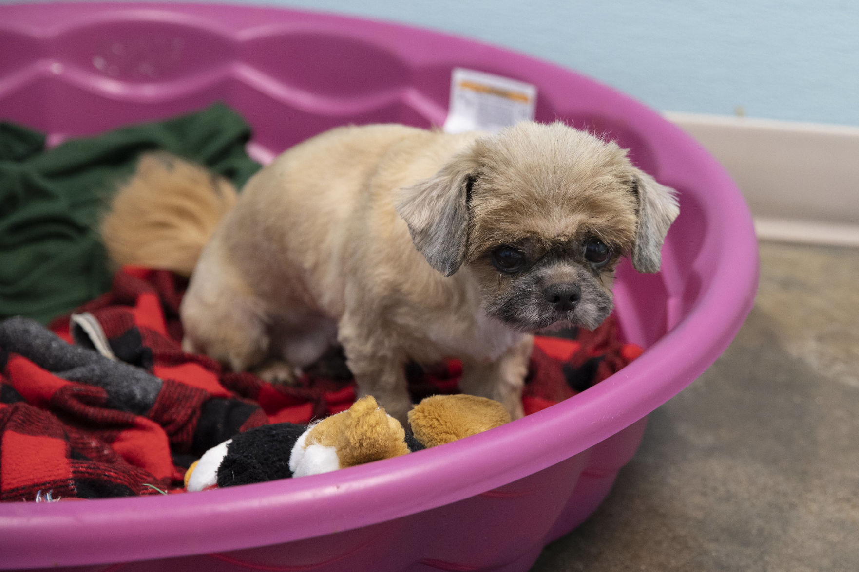 Cuero animal shelter searches for homes for 18 dogs